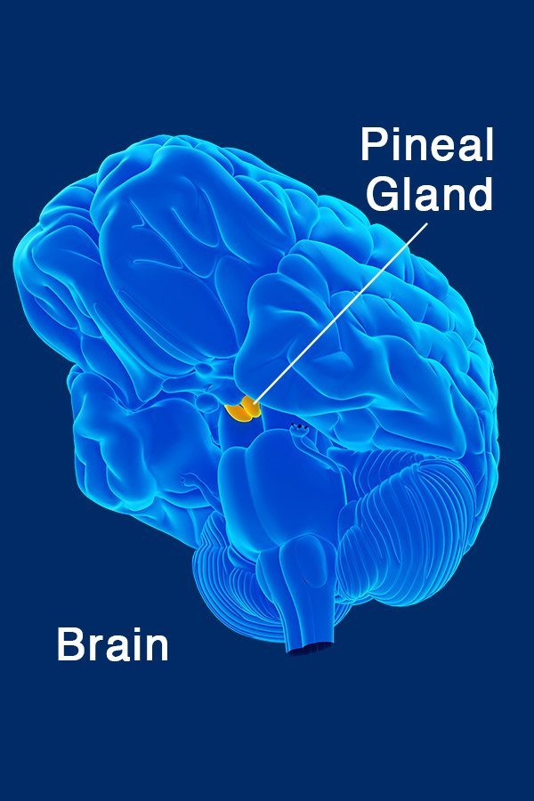 pineal guardian